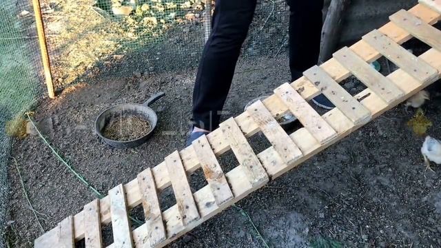 ➽ Обучение цыплят | Уход за цыплятами | Уход за цыплятами в домашних условиях смотреть онлайн