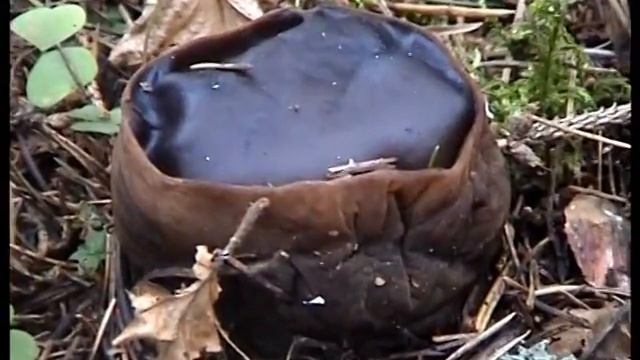Молодильные грибы.Саркосома шаровидная. Sarcosoma globosum