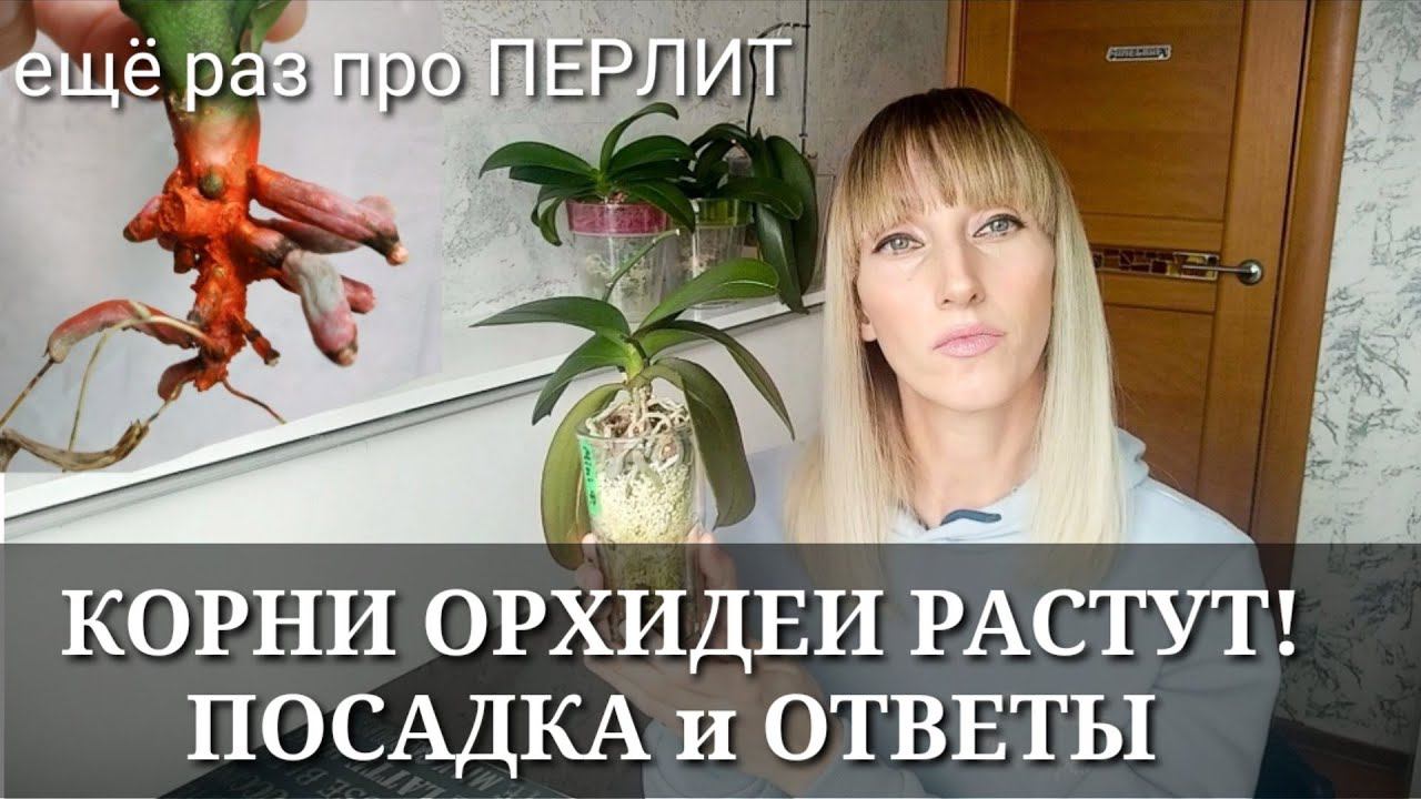 КОРНИ ОРХИДЕИ РАСТУТ в ПЕРЛИТЕ! / ПОСАДКА для НАРАЩИВАНИЯ КОРНЕЙ / Ответы на Ваши вопросы про перлит