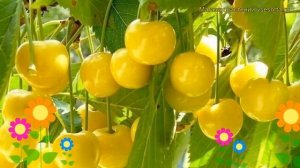 Черешня гибридная Чермашная. Краткий обзор, описание характеристик, где купить саженцы