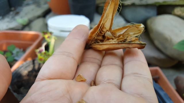 Como son las semillas de Lilium !!?? смотреть онлайн