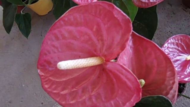 anturio morado, labios de dama, naranja y rosa chicle смотреть онлайн