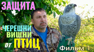 Защита ЧЕРЕШНИ от ПТИЦ. Фильм 1. Что ДЕЛАТЬ, когда Вишню и Черешню КЛЮЮТ ПТИЦЫ. "Секреты Садовода"