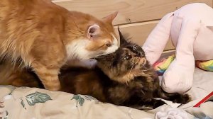 НЕУГОМОННЫЕ МЕЙН-КУНЫ ЛОРД И МУРКА / Бобры пробуют лакомство