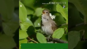 Овози булбул