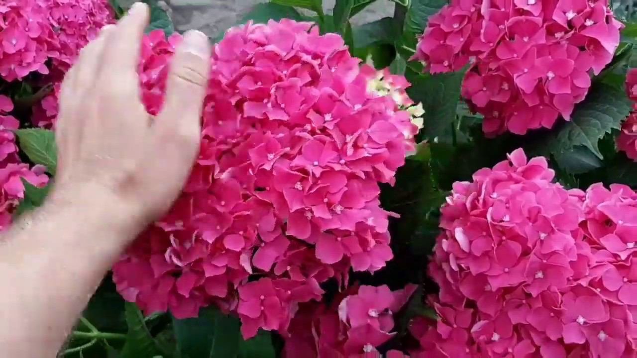 ГОРТЕНЗИЯ КРУПНОЛИСТНАЯ. ПОДГОТОВКА К ЗИМЕ