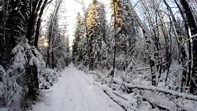 Прогулка по тонкому снегу в лесу смотреть онлайн