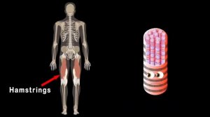 Why Do Humans Sleep? | Human Body Songs For Kids | KLT