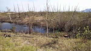 Норильская тундра 2022.06.12. Посадил картошку в тундре и состояние вегетации