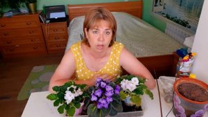 Фиалки. Как ухаживать чтобы цвели и радовали