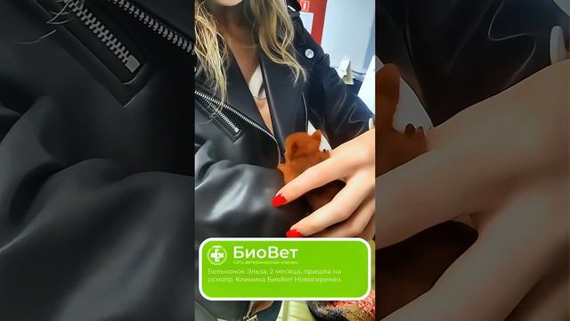 Бельчонок Эльза, 2 месяца, пришла на осмотр. Клиника БиоВет Новогиреево.