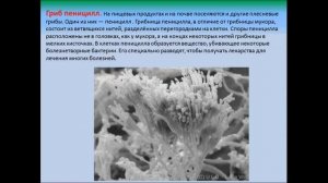 Плесневые грибы и дрожжи. Биология 5 класс