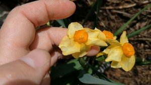 Нарциссы - ранние сорта нашего сада