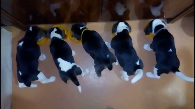 Ами-Шегодай Женева Рейна (Груша)