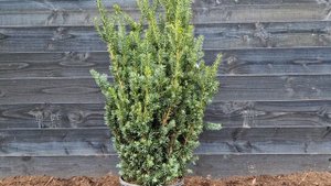 Taxus - Taxus media 'Hillii' - Schitterende Taxusplant voor borders