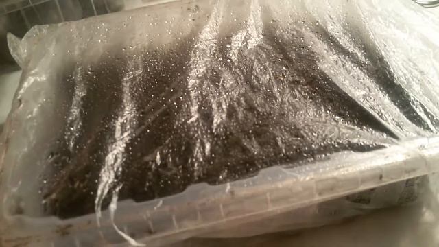 Земляника на рассаду из семян. Часть 2. смотреть онлайн