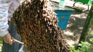 Как Выходит рой. Как рой полностью снять с высокого дерева.  ?????????