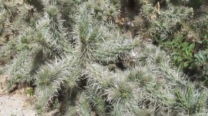 Cactus: Cylindropuntia Rosea  #cactus #cholla