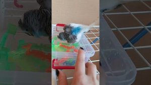 Плачу на техно,Попугай купается,мокрый Кеша