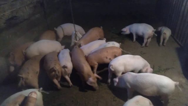 Какой вес у поросят в 70 дней? смотреть онлайн