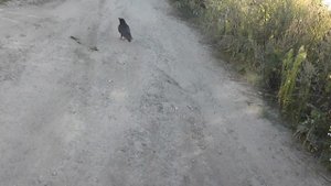 домашний ворон в 6 месяцев