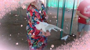 Ферма попугаев.