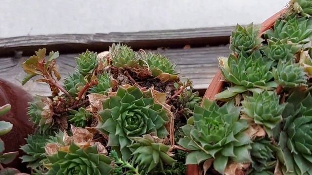 Каменные суккуленты. Суккулент каменная роза - молодило. смотреть онлайн