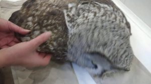 Бородатая неясыть номер 2