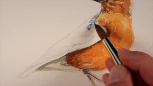 Watercolor Painting - Bird Demo