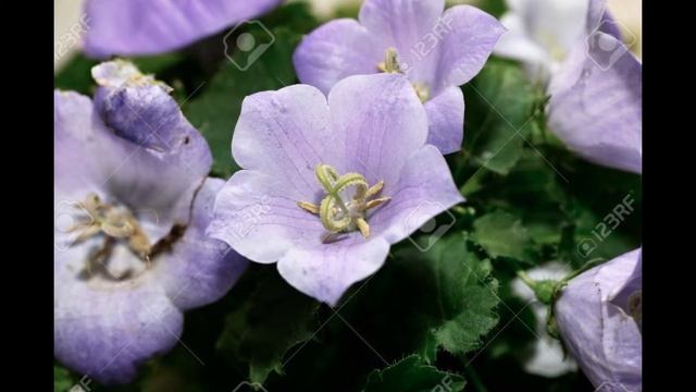 КОЛОКОЛЬЧИК  (CAMPANULA)  сем. Колокольчиковые