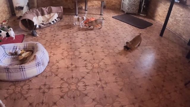 Обычное утро Щенков породы ЧИХУАХУА / По просьбе подписчиков 25.03.2021 - весь день СКРЫТАЯ КАМЕРА! смотреть онлайн