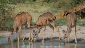 Большой куду — Large kudu