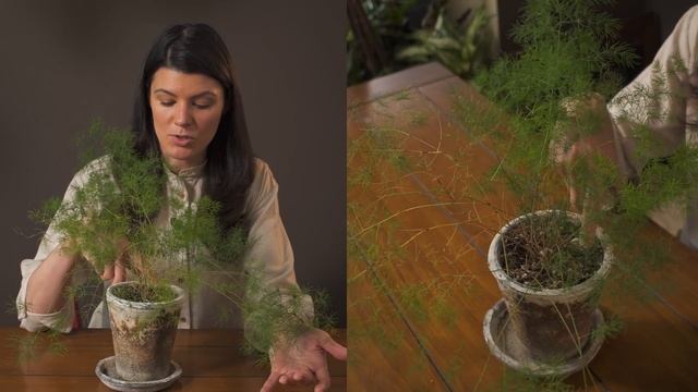 Asparagus retrofractus (Asparagus fern) Houseplant Care — 3 of 365 смотреть онлайн