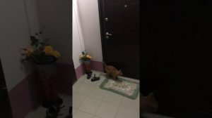 Кошка прыгает на ручку двери