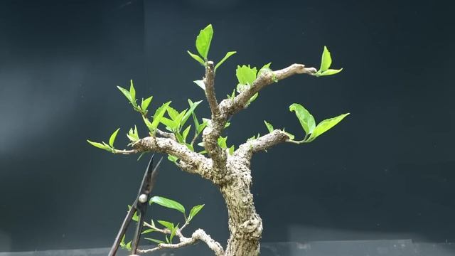 Shoot Selection on My Hibiscus Bonsai, The Bonsai Zone, June 2023 смотреть онлайн