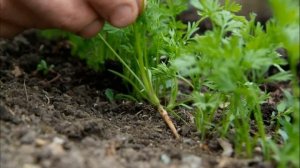 МОРКОВЬ НИИОХ 336 - СРЕДНЕСПЕЛЫЙ ПРИСПОСОБЛЕННЫЙ К ВЫРАЩИВАНИЮ В РЕГИОНАХ С НЕБЛАГОПРИЯТНЫМ КЛИМАТО