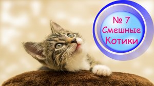 Котики Смешные?№7