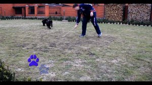 Немецкие овчарки длинношерстные черные