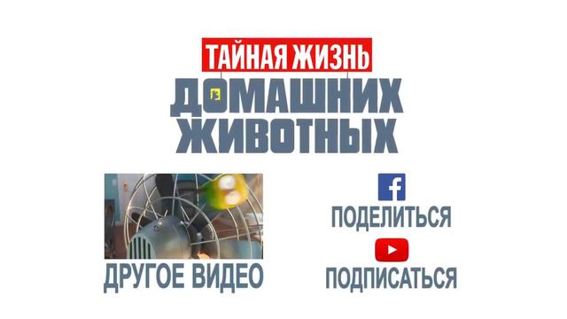 Новогодний выпуск тайная жизнь домашних животных смотреть онлайн