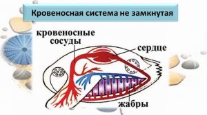 Тип Моллюски