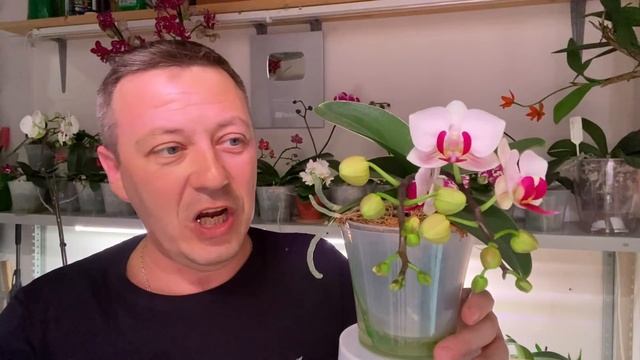 НАРАСТИЛИ корни орхидеи в чём и как, что орхидея дала ДВА цветоноса