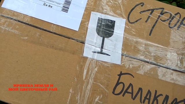 ПОСЫЛКА от питомника ЗЕЛЕНЫЙ ЭДЕМ, цветочные покупки, садовые растения смотреть онлайн