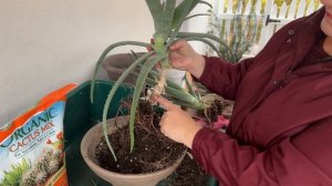 Dividing and Repotting Aloe Vera - ?????