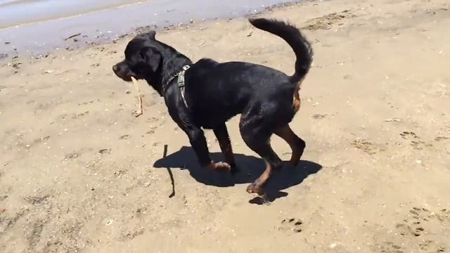 Mason The Rottweiler: Playing at 11 Months Old смотреть онлайн