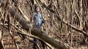 Притравка ястреба перепелятника на синиц