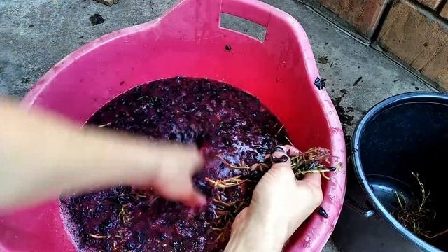 Продолжение Виноградного сезона 2020(сорт.Молдова)часть1