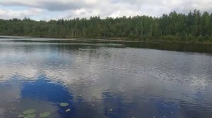 Охота за боровиками.Красный Стекловар.14.09.21 г.