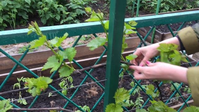 Что нужно делать с виноградным кустом весной/Виноградник весной, что делать?