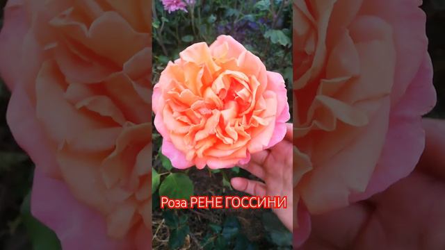 РЕНЕ ГОССИНИ #цветы #цветывсаду #розывсаду #розы #сортароз #цветениероз #ренегоссини #садсвоимирука