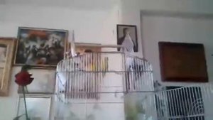 Определяем пол у неразлучников